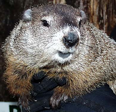 Punxsutawney Phil, Groundhog (photo from his very own website)