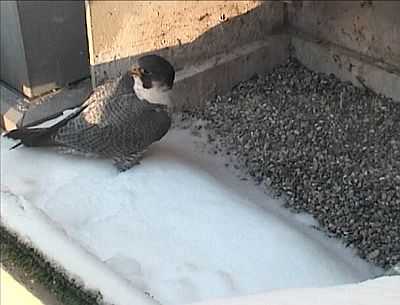 E2 calls to Dorothy from the nest (Peregrine falcons at the Univ of Pittsburgh)