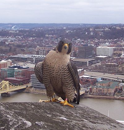 Tasha, the female peregrine falcon at Gulf Tower (photo by Todd Katzner)