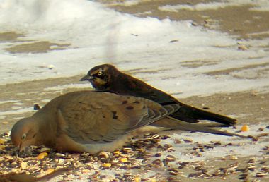 Rusty Blackbird - standing behind a mourning dove (photo by Marcy Cunkelman)