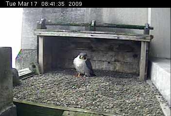 Peregrine female at Gulf Tower, Pittsburgh (photo from Aviary webcam)