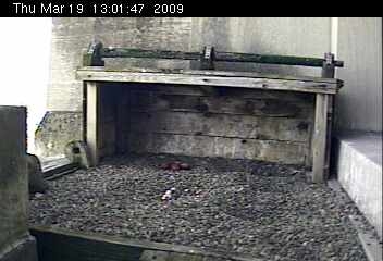 Four peregrine eggs at Gulf Tower, Pittsburgh (photo from National Aviary's falconcam)