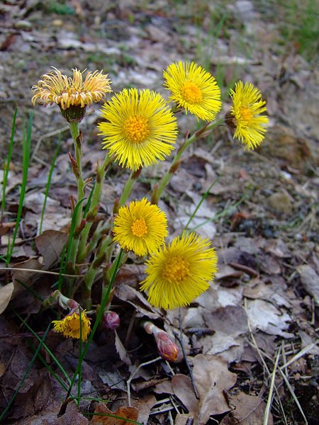 Coltsfoot in bloom (photo from Wikimedia Commons)