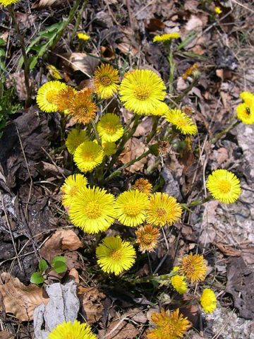 Coltsfoot blooming (photo from Wikipedia under GNU Free License)