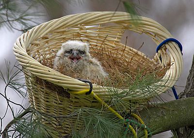 A Great-horned Owlet re-nested by Tri-State Bird & Rescue (photo by Kim Steininger)