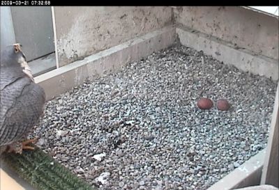 Peregrine with two eggs (photo from National Aviary webcam at Univ of Pittsburgh)