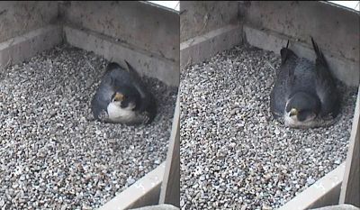 Peregrine mates take turns incubating: male (E2) on left, female (Dorothy) on right (photo from National Aviary webcam at Univ of Pittsburgh)