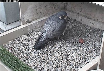 Peregrine falcon with one egg (photo from Univ of Pittsburgh nest site)