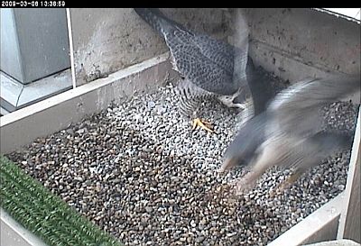 E2 goes airborne as he leaves the nest (photo from National Aviary webcam)