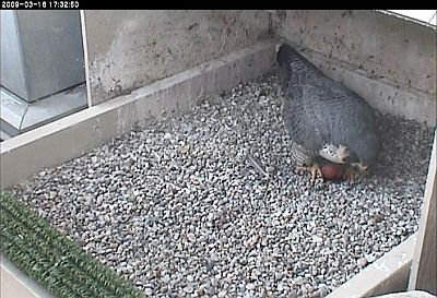 Female peregrine, Dorothy, with her first egg of 2009 at Univ of Pittsburgh