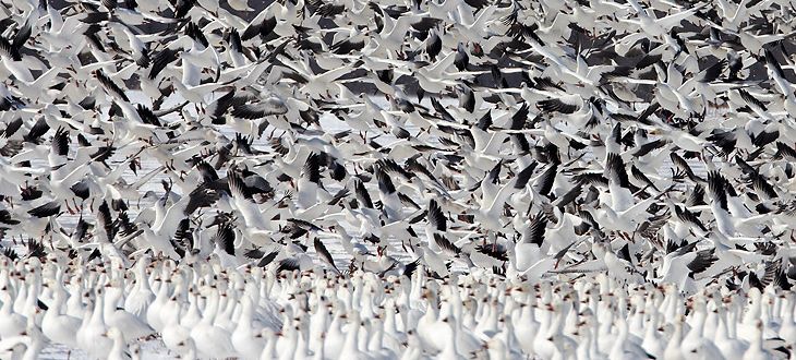 Snow Geese take off from Middle Creek (photo by Kim Steininger)