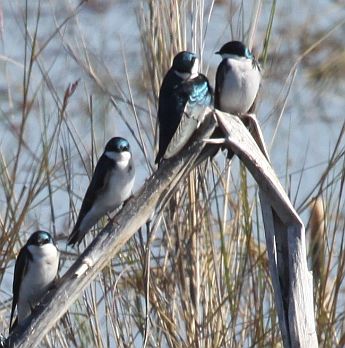 Tree Swallows gather for migration (photo by Chuck Tague)