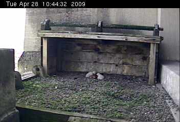 Two chicks at Gulf tower (photo from National Aviary webcam)