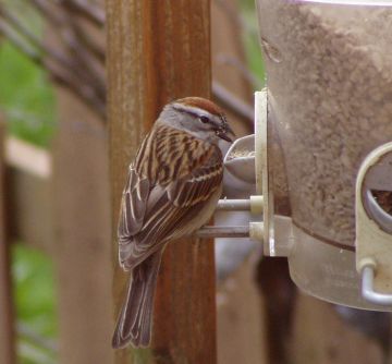 Chipping Sparrow (photo by Marcy Cunkelman)