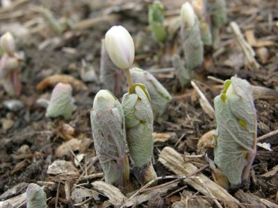 Bloodroot, before it opens (photo by Marcy Cunkelman)