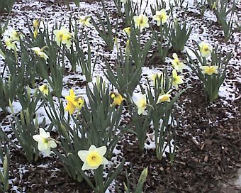Daffodils in light snow (photo by Kate St. John)