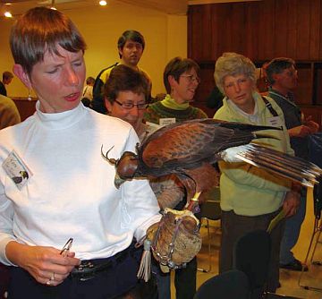 Kate St. John holding a falconry Harris Hawk (photo by Mike Fialkovich)