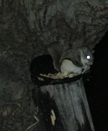 Flying squirrel at Marcy's feeder (photo by Marcy Cunkelman)