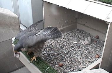 Dorothy takes out the leftovers (photo from National Aviary webcam)