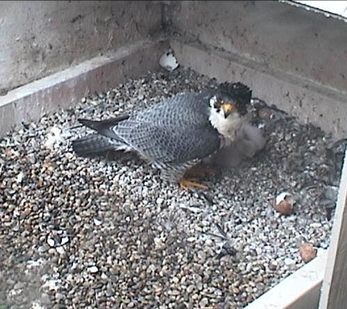 Peregrine Falcon, E2, at University of Pittsburgh nest (photo from National Aviary webcam)