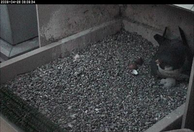 New peregrine chicks at Univ of Pittsburgh nest (photo from National Aviary webcam)