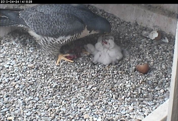 Dorothy feeds 5 nestlings in April 2010 (photo from the National Aviary falconcam at Univ of Pittsburgh)