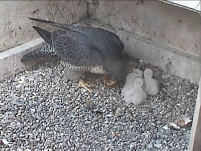 Dorothy feeds four chicks, 28 Apr 2009 (photo from the National Aviary webcam)