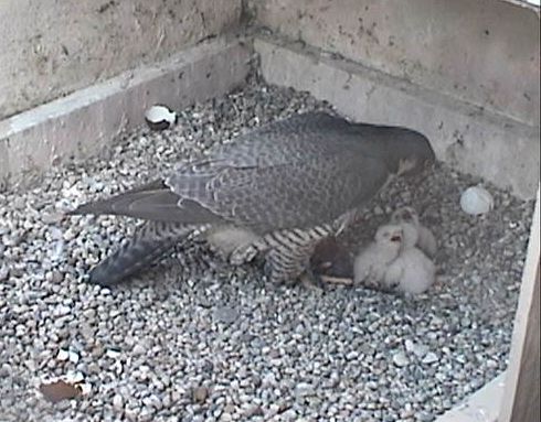 Dorothy feeds three nestlings at Pitt (photo from National Aviary webcam)