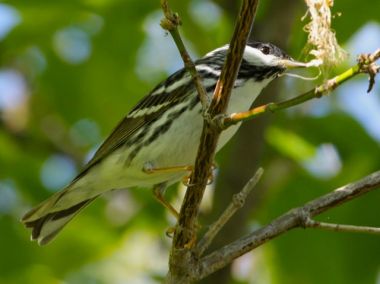 Blackpoll Warbler (photo by Chuck Tague)