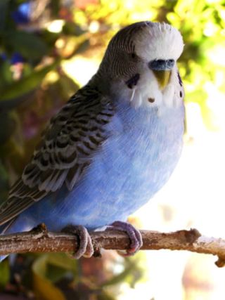 Blue Budgerigar (photo from Wikipedia Commons)