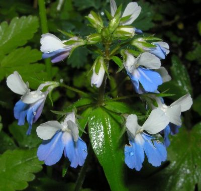 Blue-Eyed Mary (photo by Dianne Machesney)