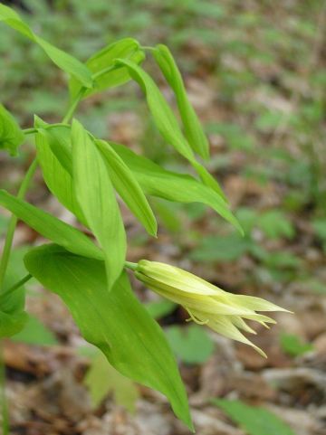 Large Bellwort (photo by Dianne Machesney)