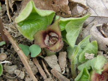 Wild Ginger in bloom (photo by Marcy Cunkelman)