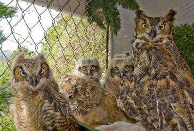 Great-horned Owl fosters 3 babies at ARL Wildlife Center (photo by Galen Grimes)