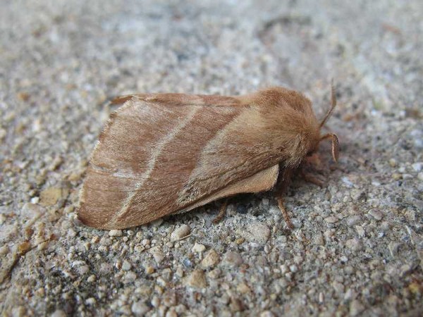 Eastern tent caterpillar moth, Malacosoma americanum (photo from Wikimedia Commons)