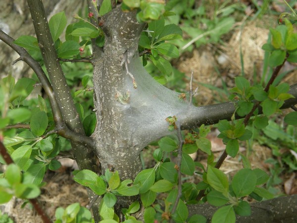 Tent caterpillars in May (photo by Marcy Cunkelman)