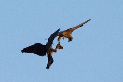 Prey exchange between an adult peregrine and his fledgling (photo by Kim Steininger)