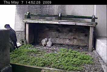 Two peregrine nestlings at Gulf Tower (photo from the National Aviary webcam)