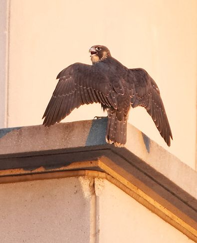Juvenile Peregrine Falcon about to fly (photo by Kim Steininger)