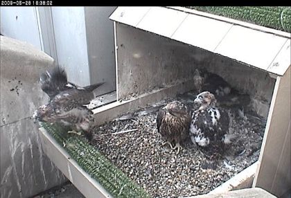 Peregrine chicks at Univ of Pittsburgh nest (photo from National Aviary webcam)