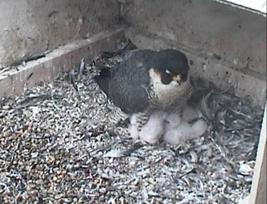 Peregrine falcon sleeps at her nest (photo from National Aviary webcam)