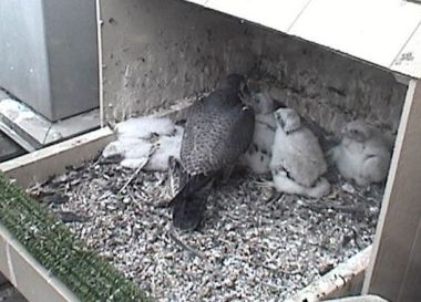 Peregrine chick sleeps through a feeding (photo from the National Avairy webcam at Univ of Pittsburgh)