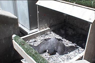 Peregrine falcon sunbathing at her nest (photo from National Aviary webcam)