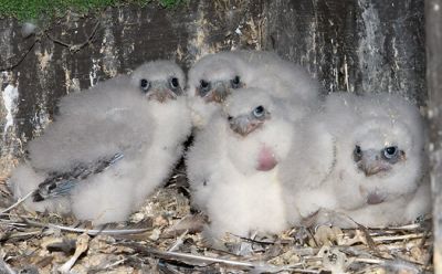 Peregrine chicks in Wilmington, Delaware, 18 May 2009 (photo by Kim Steininger)