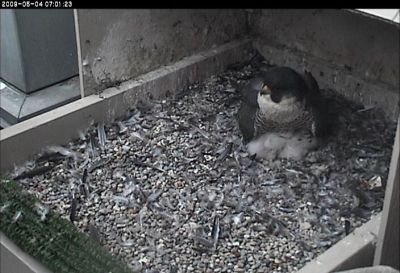 Peregrine falcon, Dorothy, shelters her chicks (photo from the National Aviary webcam at Univ of Pittsburgh)