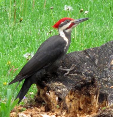 Male Pileated Woodpecker (photo by Darryl Ford Williams)