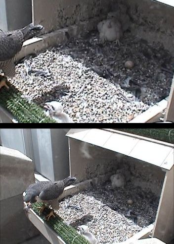 Webcam zoom comparison (photos from National Aviary webcam at University of Pittsburgh)