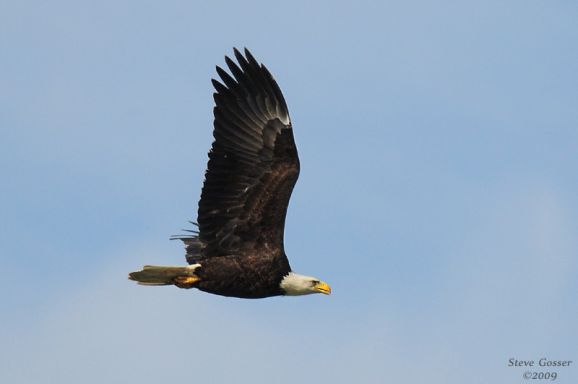 Adult Bald Eagle at Crooked Creek (photo by Steve Gosser)