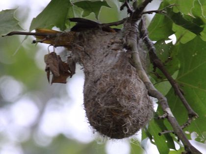 Baltimore oriole nest (photo by Chuck Tague)