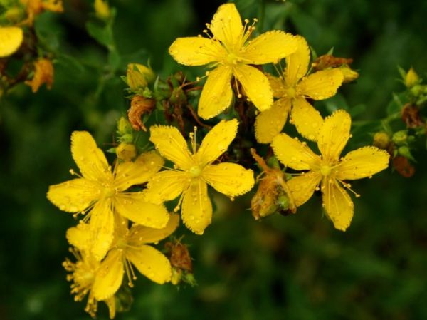 Common St. John's wort (photo by Chuck Tague)